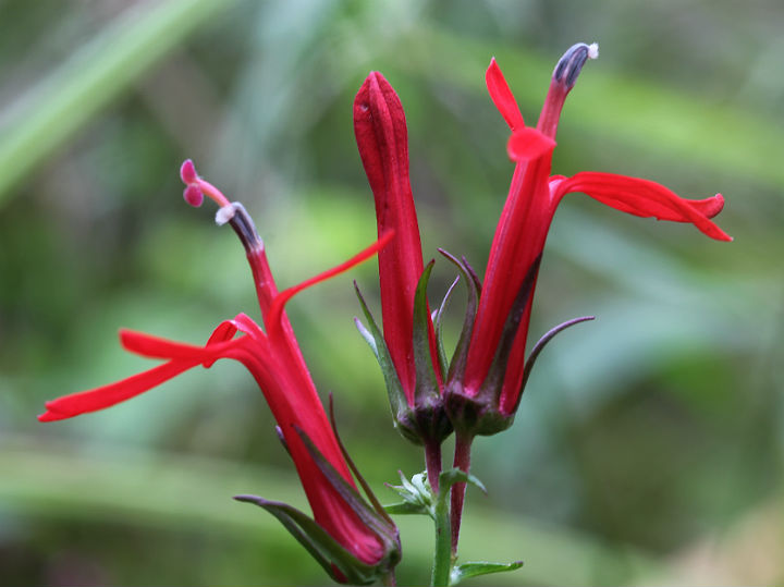 Cardinal Flower